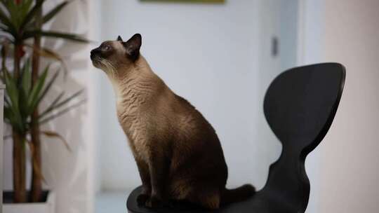 暹罗猫 坐姿 室内 浅景深视频素材模板下载
