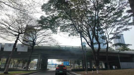 城市道路旁热带植物与车辆