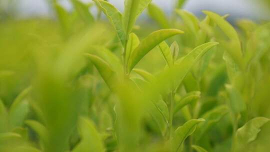 绿茶茶叶嫩芽茶叶基地绿茶基地茶园