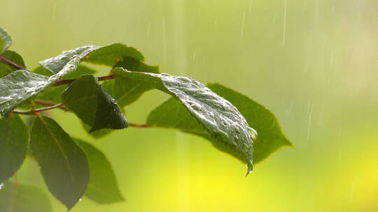 雨落在植物叶子上