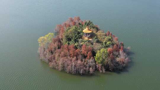 深圳坪山大山陂水库水杉秋色