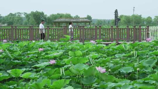 夏日荷花池在荷花池散步的人