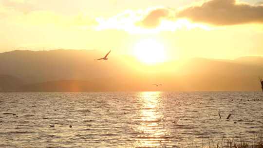 洱海日出海鸥合集 波光粼粼金色唯美海面