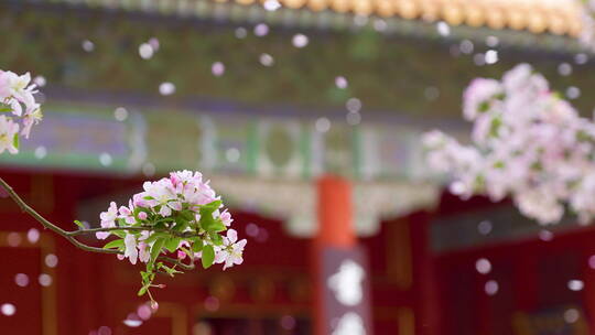 慢镜头下故宫文华门的海棠花瓣雨