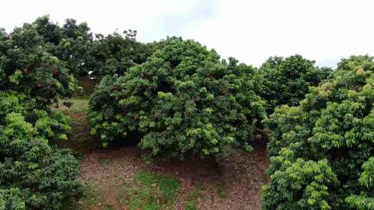 荔枝种植地航拍