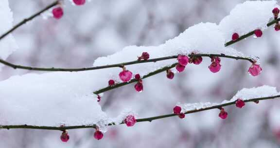 冬季下雪红梅花盛开红梅傲雪