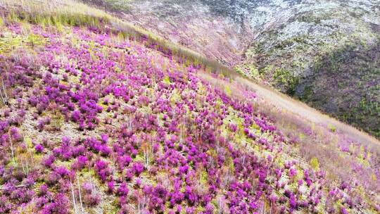 航拍大兴安岭春季山林杜鹃花海