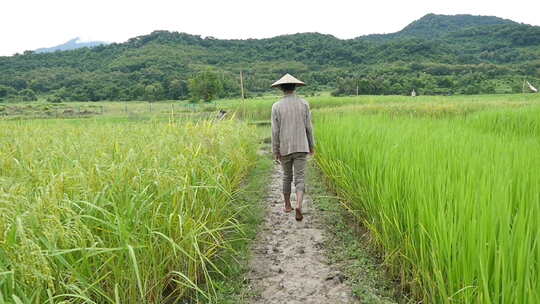 农民在稻田里行走