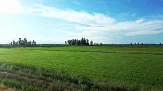大地平原农业生态稻田