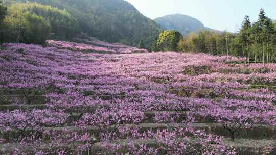 福建福安穆阳穆云玉林桃花