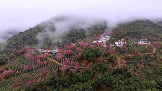 航拍云南无量山樱花茶园云海