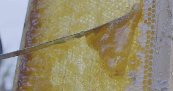 野山蜂蜜-取蜜纪录片特写镜头