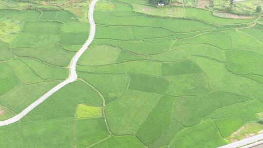 航拍绿色农田水稻种植