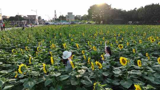 中国广东省广州市南沙横沥镇向日葵