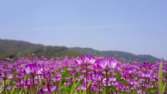 大面积野生花朵