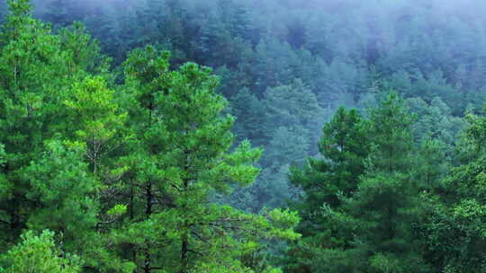 雨后云雾缭绕的松树林