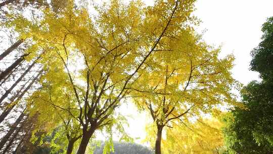 秋天里的银信树