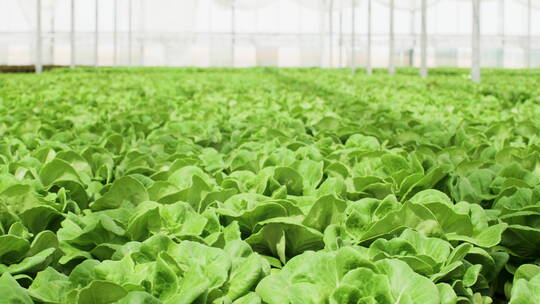 用现代技术在温室里种植有机绿色沙拉