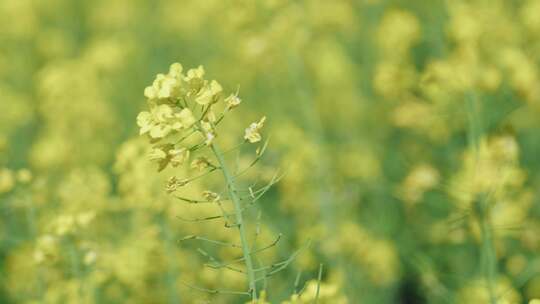 春天里的油菜花海