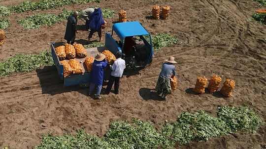 马铃薯收获土豆收获视频素材模板下载