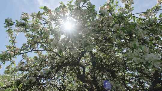 在阳光下，苹果在蓝天的映衬下开花。春天果