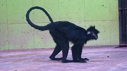 黑叶猴 灵长目 猴科 猴子 黑色猴子 动物