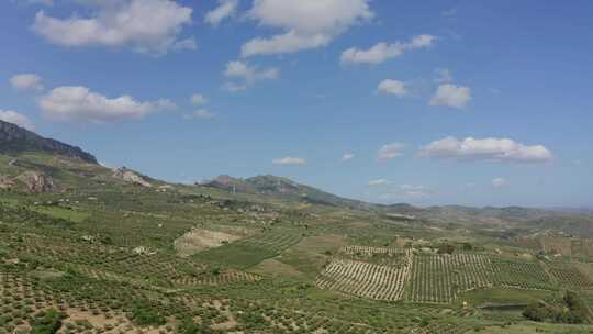 橄榄，田野，种植园，乡村