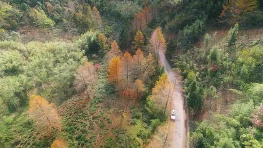 杭州临安林家塘村金钱松道路秋色航拍