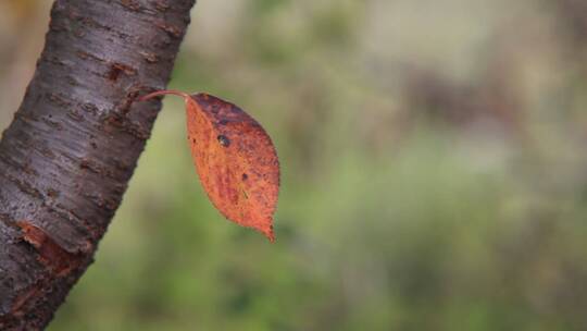 微距特写大自然秋天一片孤独的树叶