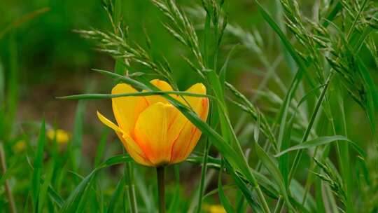草丛中一枝独秀的小黄花