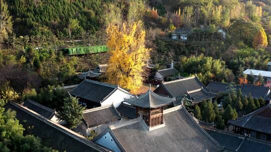 陕西省西安市古观音禅寺银杏树航拍