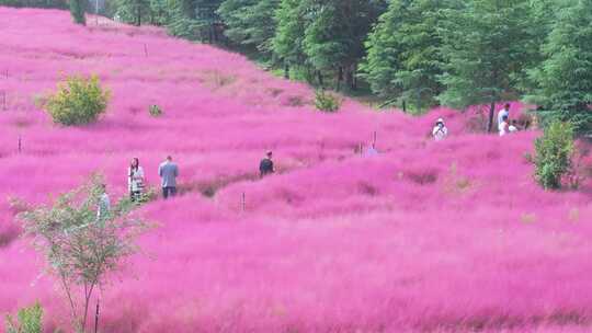 航拍枣庄新城凤鸣公园粉黛花开