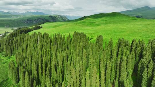 航拍森林丛林美丽风景