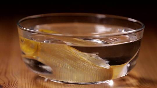 【镜头合集】玻璃鱼缸里的金鱼锦鲤视频素材模板下载