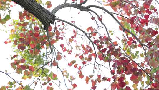 乌桕树-红叶-秋景视频素材模板下载