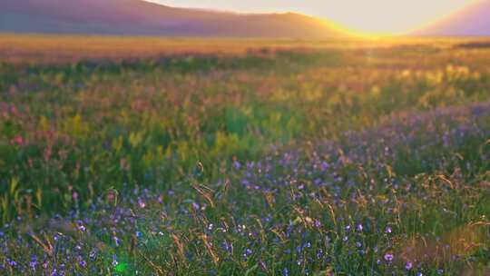 新疆赛里木湖夕阳下的野花