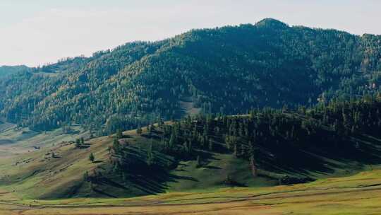 秋天的高山森林