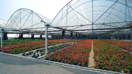 温室大棚花卉种植育苗视频素材模板下载