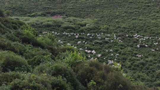 草原 牛粪滩 草地航拍