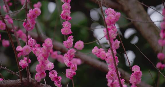 盛开的梅花花朵生机勃勃