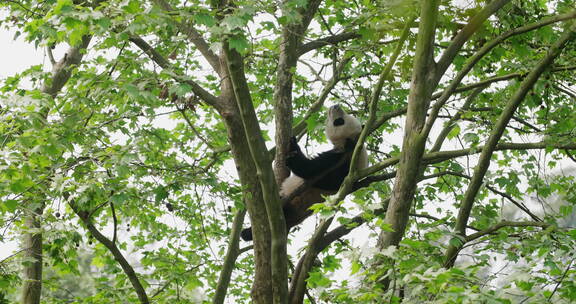 树上休息的国宝大熊猫