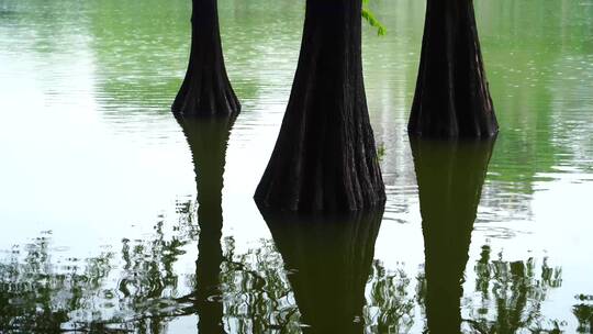 水中植物树根小雨