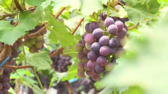 葡萄种植 葡萄园视频素材模板下载