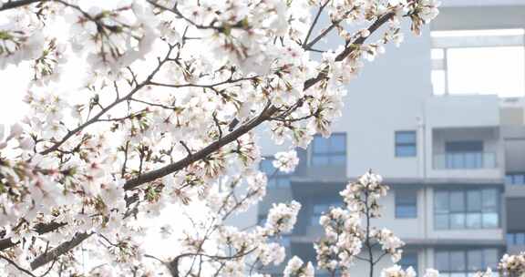 公寓楼前樱花盛开 春回大地阳光春意