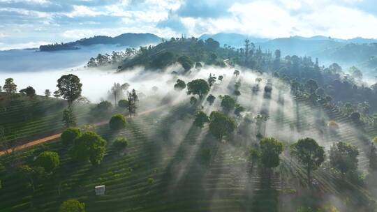 云雾中的茶山