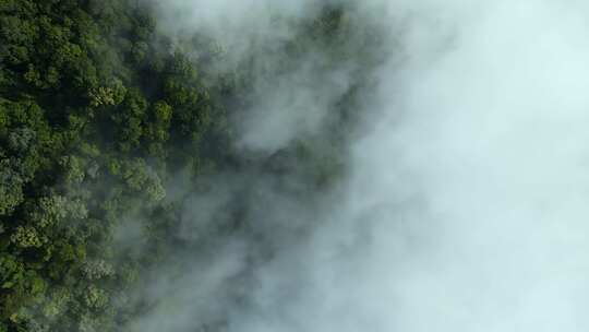 清晨云雾弥漫航拍俯瞰雨林_4K