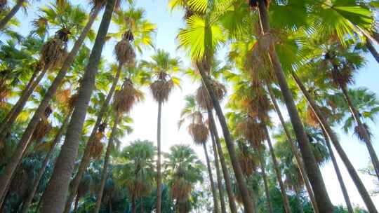 唯美阳光 夏天 热带植物棕榈树林视频素材模板下载