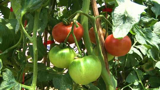 西红柿 番茄 健康食品 种植 蔬菜大棚 采摘视频素材模板下载