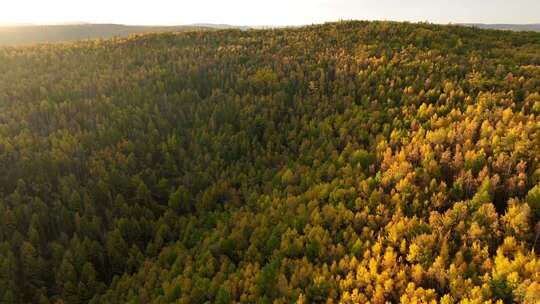 大兴安岭森林秋季风景航拍