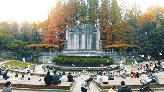 南京钟山风景区音乐台航拍鸽群